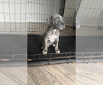 Puppy Brindle American Bully-Cane Corso Mix