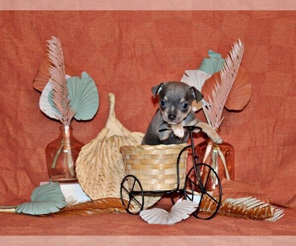 Medium Photo #2 Chihuahua Puppy For Sale in CHARLESTON, AR, USA