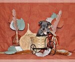 Small Photo #2 Chihuahua Puppy For Sale in CHARLESTON, AR, USA