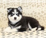 Small #1 Pomsky
