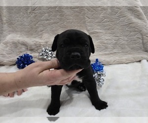 Cane Corso Puppy for sale in BLADENBORO, NC, USA