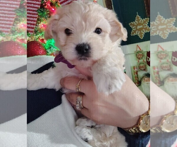 Medium Photo #1 Maltipoo (Miniature) Puppy For Sale in SAN ANTONIO, TX, USA