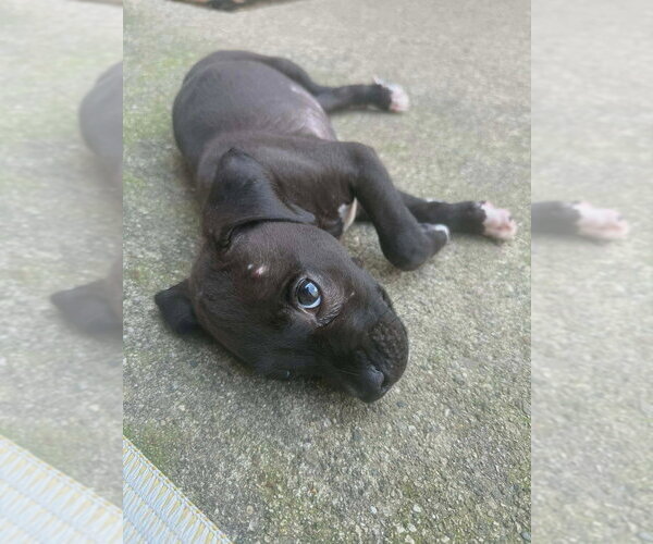 Medium Photo #3 Boxer-Unknown Mix Puppy For Sale in Aurora, IN, USA