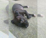 Small #2 Boxer Mix