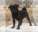 Small Photo #2 Pug Puppy For Sale in NEW WINDSOR, NY, USA