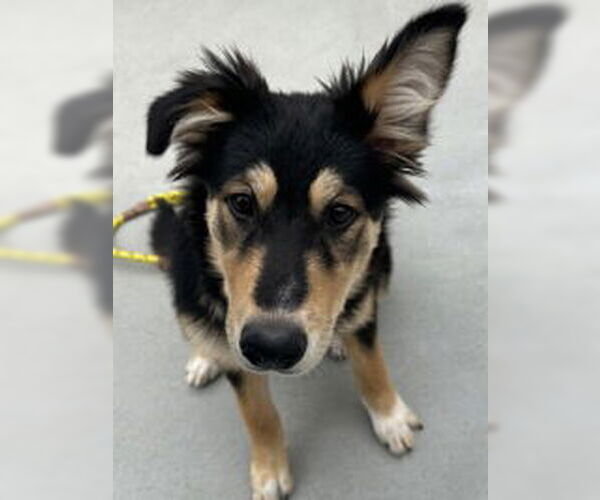 Medium Photo #1 Border Collie Puppy For Sale in Salinas, CA, USA