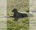 Small Photo #1 Great Dane Puppy For Sale in OLATHE, CO, USA