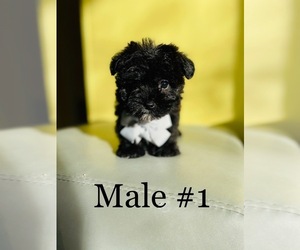 Bichon-A-Ranian-Yorkshire Terrier Mix Puppy for sale in COOKEVILLE, TN, USA