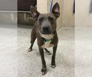 Labrador Retriever-Unknown Mix Dogs for adoption in Conroe, TX, USA