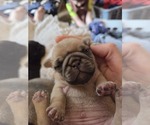 Small Photo #35 Pug Puppy For Sale in HILLSDALE, MI, USA