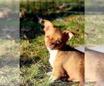 Small Photo #1 Chihuahua Puppy For Sale in MOUNT AIRY, NC, USA