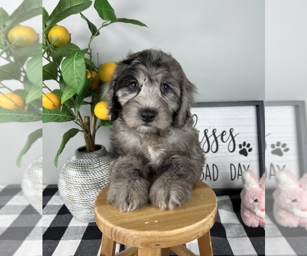 Medium Photo #4 Bernedoodle (Miniature) Puppy For Sale in FRANKLIN, IN, USA