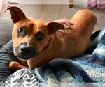 Small #7 Boxer Mix