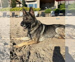 Small #5 German Shepherd Dog