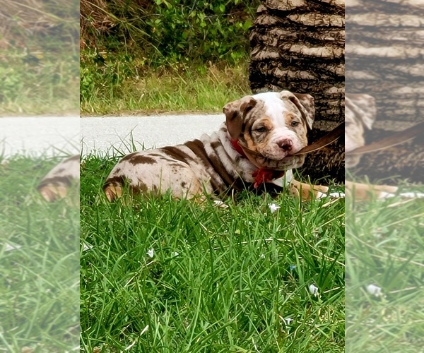 Full screen Photo #1 American Bully Puppy For Sale in NORTH PORT, FL, USA