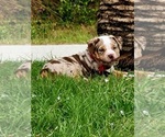 Small Photo #1 American Bully Puppy For Sale in NORTH PORT, FL, USA