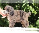 Small #12 Poodle (Miniature)