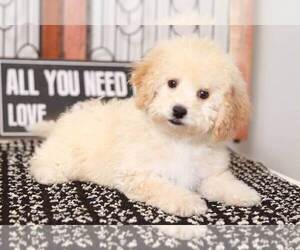 Poochon Puppy for sale in NAPLES, FL, USA