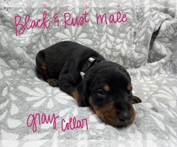 Medium Photo #1 Doberman Pinscher Puppy For Sale in TAHLEQUAH, OK, USA