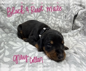 Medium Doberman Pinscher