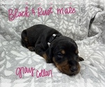 Puppy 7 Doberman Pinscher