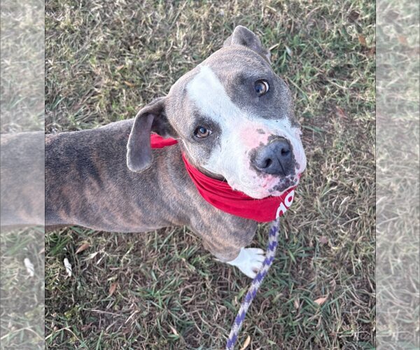 Medium Photo #2 American Staffordshire Terrier-Unknown Mix Puppy For Sale in Decatur, GA, USA