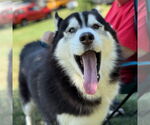 Small #12 Siberian Husky