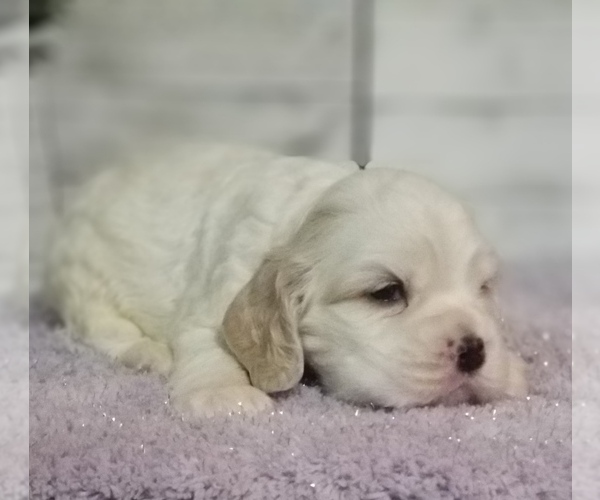 Medium Photo #18 Cocker Spaniel Puppy For Sale in TERRY, MS, USA