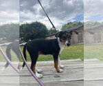 Small #1 Mutt