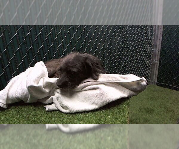 Medium Photo #1 Mutt Puppy For Sale in Downey, CA, USA