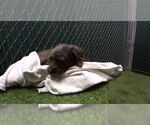Small Mutt
