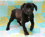 Small #6 Mutt