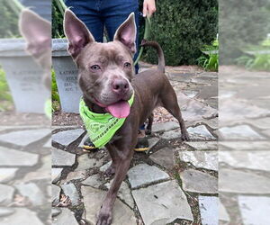 American Pit Bull Terrier-Unknown Mix Dogs for adoption in Warrenton, VA, USA