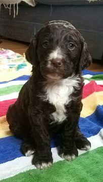 Medium Photo #1 Springerdoodle Puppy For Sale in PROVIDENCE, RI, USA