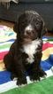 Small Photo #1 Springerdoodle Puppy For Sale in PROVIDENCE, RI, USA