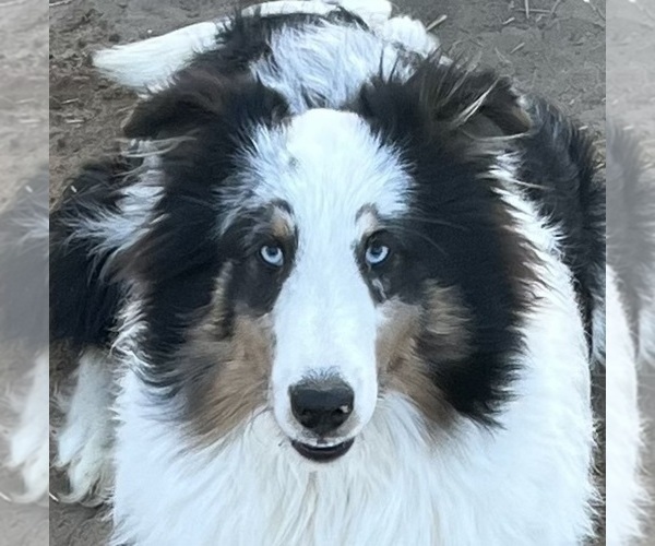 Medium Photo #1 Shetland Sheepdog Puppy For Sale in FORT MORGAN, CO, USA