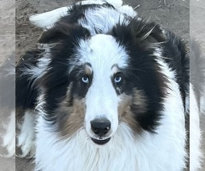 Shetland Sheepdog Puppy for sale in FORT MORGAN, CO, USA