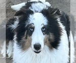 Image preview for Ad Listing. Nickname: Blue Merle M