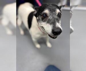 Mutt Dogs for adoption in Peoria, IL, USA