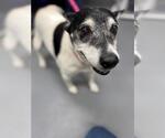 Small Mutt