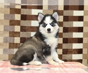 Pomsky Puppy for sale in DENVER, PA, USA