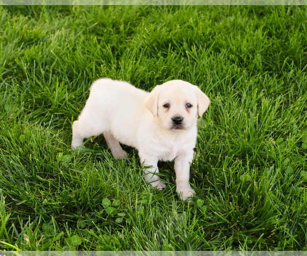 Medium Photo #16 Labrador Retriever Puppy For Sale in SYRACUSE, IN, USA