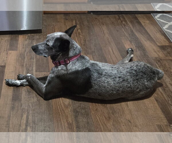 Medium Photo #2 Mutt Puppy For Sale in Garden City, NY, USA