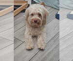 Small #1 Havanese