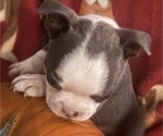 Small #3 Faux Frenchbo Bulldog