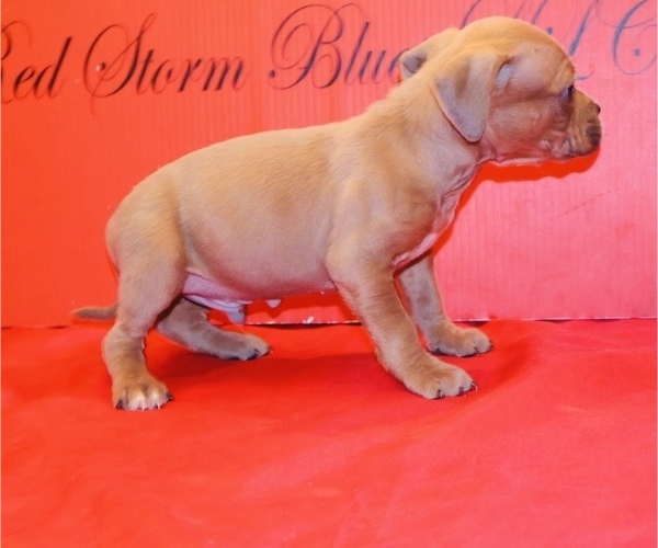 Medium Photo #24 American Bully Puppy For Sale in TRENTON, NJ, USA