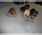 Small Photo #3 Miniature Pinscher Puppy For Sale in RIVER GROVE, IL, USA