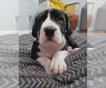 Small Photo #3 Great Dane Puppy For Sale in LAFAYETTE, IN, USA