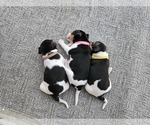 Small #1 Rat Terrier