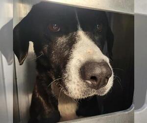 Labrador Retriever-Unknown Mix Dogs for adoption in San Antonio, TX, USA